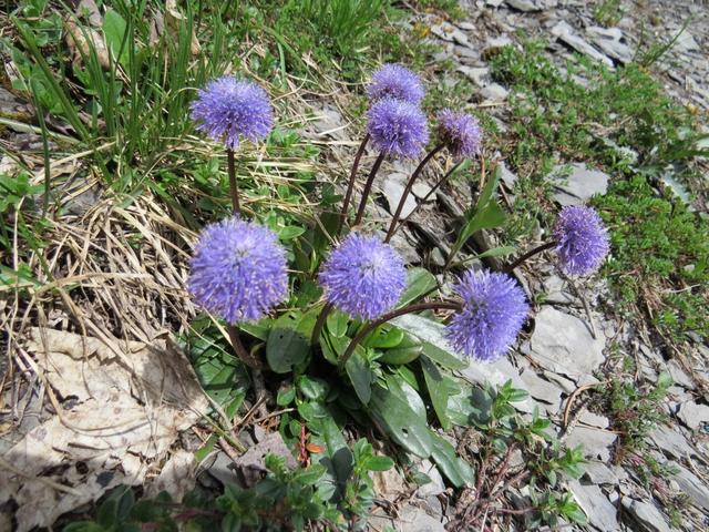 Kugelblumen können am Wegesrand bestaunt werden