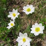 Frühsommer in den Bergen immer wieder etwas ganz spezielles wenn die Blumen in der gesamten Pracht blühen