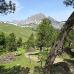 durch einen schönen Föhrenwald und gleichzeitigem Blick auf die Alvierkette, verlieren wir schnell an Höhe