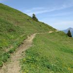 über das Weideland der Alp Riet wandern wir weiter aufwärts Richtung Chamm