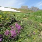 sobald der Schnee weg ist, erscheinen die ersten Blumen