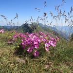 schöne Kalk-Polsternelken können auf dem Gipfel des Dent de Jaman bestaunt werden