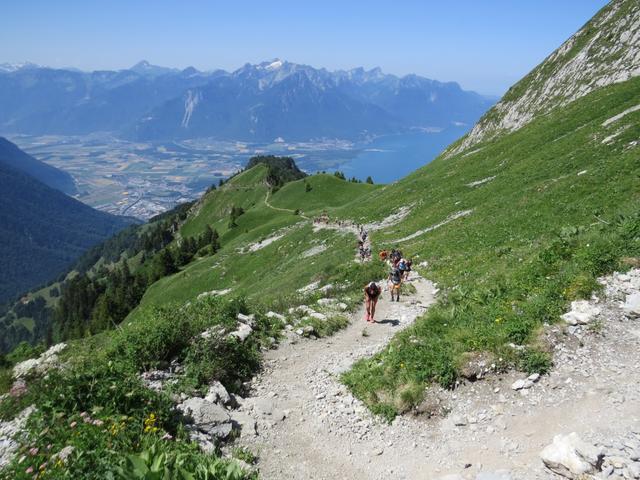 in der jähen Südflanke unterhalb des Südwestgrates des Rochers de Naye verlieren wir über einen ruppigen Bergpfad an Höhe