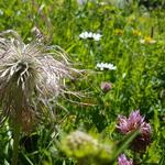 wir durchlaufen traumhaft schöne Blumenwiesen