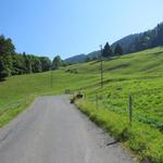 auf einer Fahrstrasse laufen wir weiter aufwärts...