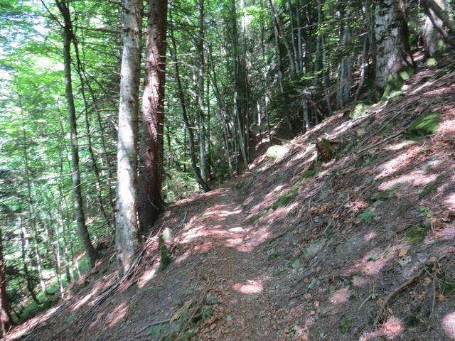 wir wandern geradeaus weiter, und tauchen in den Wald von Patelliau hinein