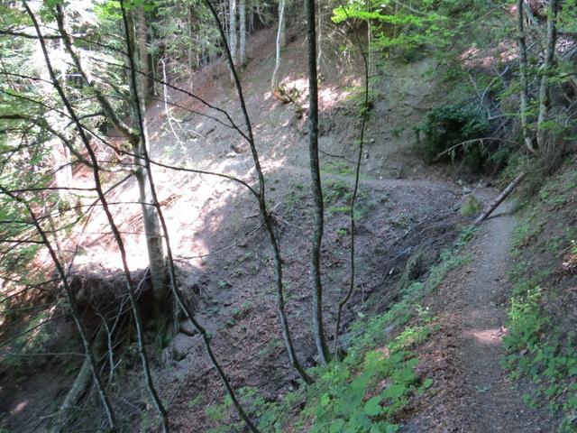 der Waldweg führt uns durch dichten Wald...