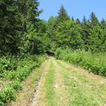 ...um danach links wieder in den Wald einzutauchen