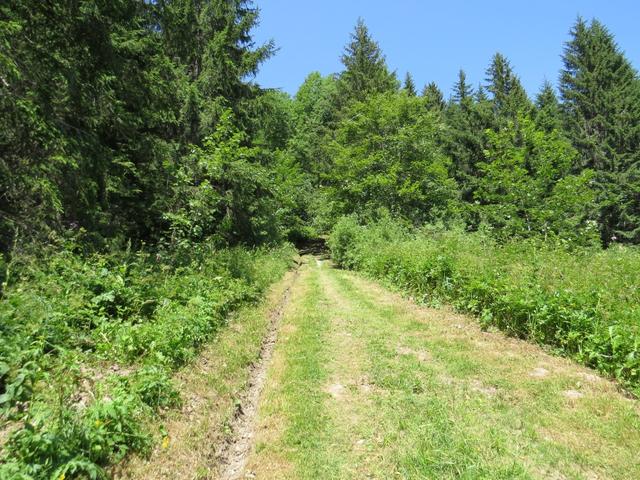 ...um danach links wieder in den Wald einzutauchen