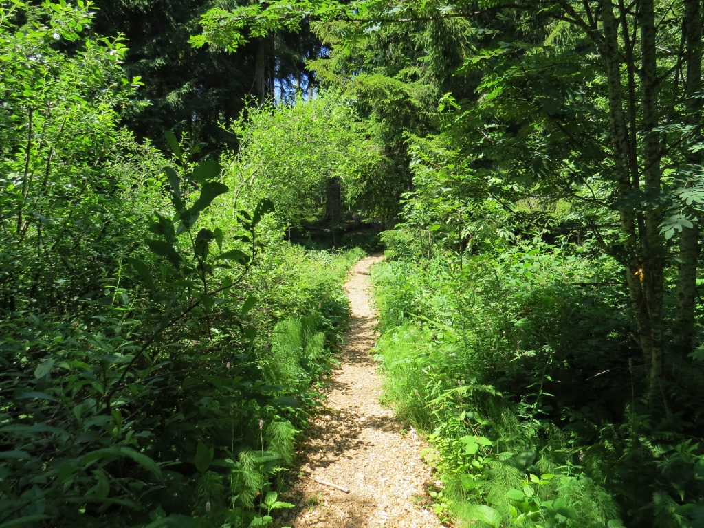 ein sehr schön angelegter Waldweg...