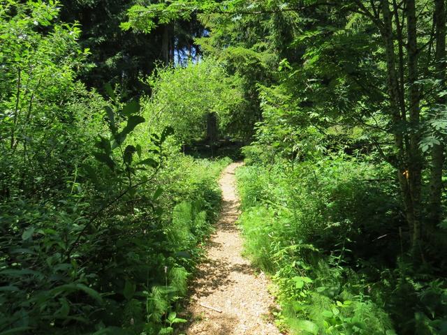 ein sehr schön angelegter Waldweg...