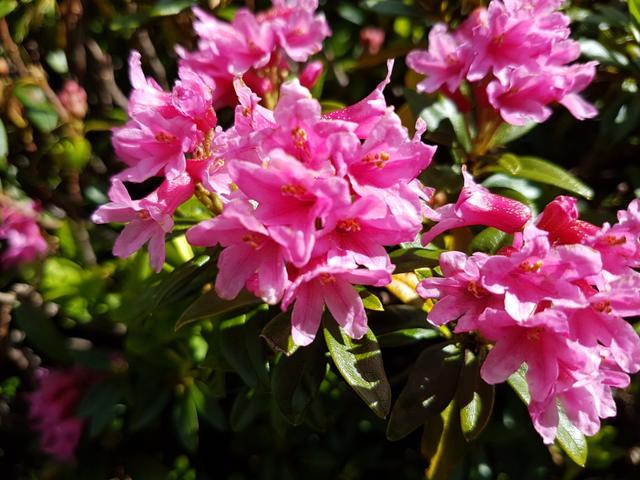 um diese Jahreszeit sind die Hänge in dieser Region überdeckt mit Alpenrosen