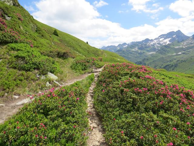 Alpenrosen soweit das Auge reicht