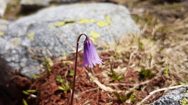 schon nach ein paar Tagen nachdem der Schnee geschmolzen ist, taucht die Alpen-Soldanelle auf