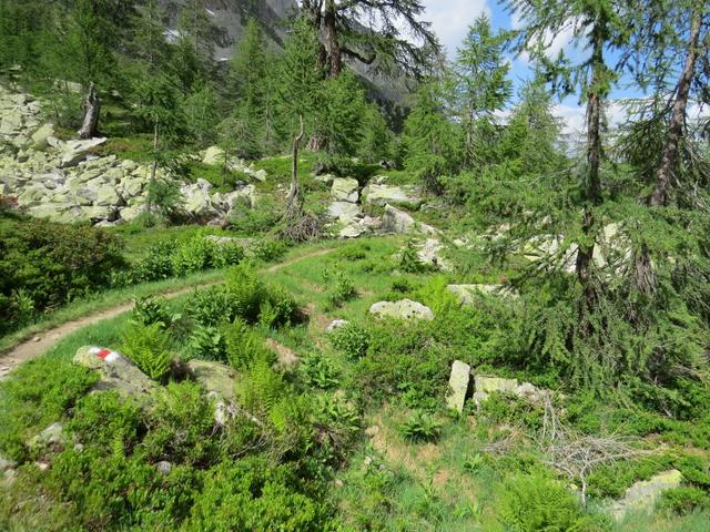 bei der Alpe Piansecco betreten wir nun eine sehr schöne Gegend