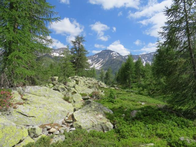 die grauen Felsen und die grünen Lärchen, als dies macht die...