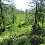 der einfache Wanderweg führt uns durch einen sehr schönen romantischen Lärchenwald...