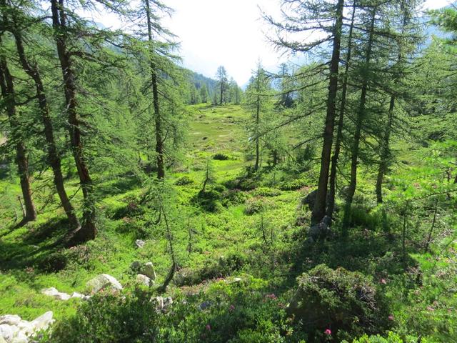 der einfache Wanderweg führt uns durch einen sehr schönen romantischen Lärchenwald...