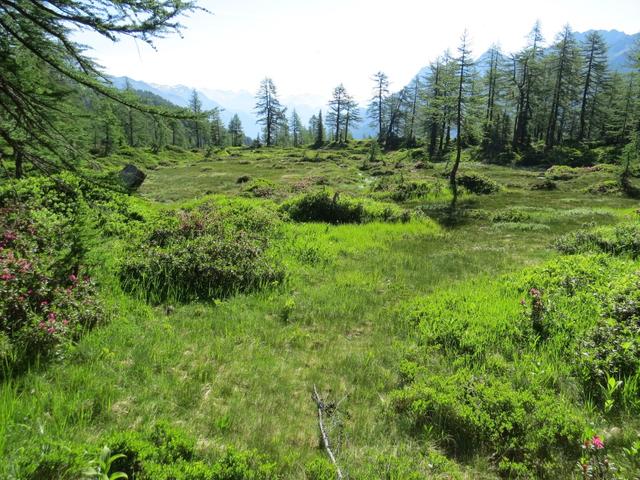 ...und über eine kleine Moorlandschaft