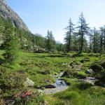 wir sind von der Alpe di Rotondo begeistert