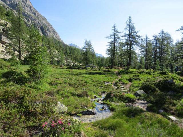 wir sind von der Alpe di Rotondo begeistert