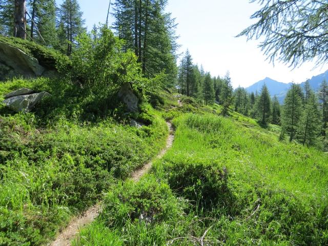 auf dem Weg zur Alpe di Ruino