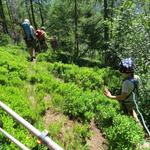 ein kurzes Stück führt uns nun der Wanderweg über eine Lawinenverbauung, danach durchqueren wir einen dichten Lärchenwald...