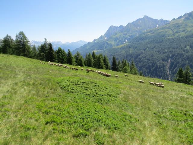 ...und stehen danach auf der Alpe di Pesciora...