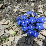 wie können Blumen hier Frühlings-Enzian, in so einer kargen Umgebung gedeihen?