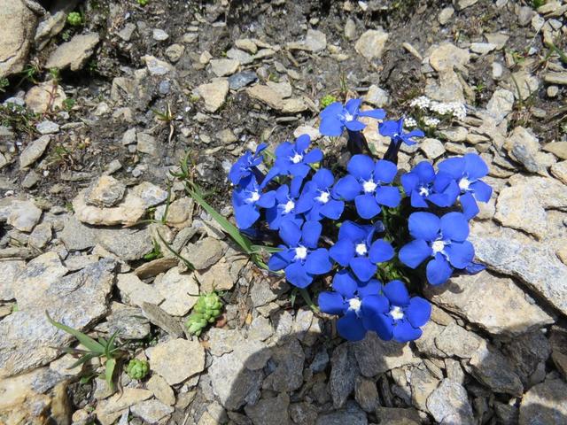 wie können Blumen hier Frühlings-Enzian, in so einer kargen Umgebung gedeihen?