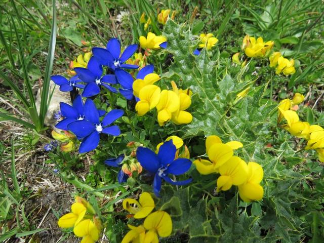 nur der Bergfrühling bringt so eine Farbenpracht