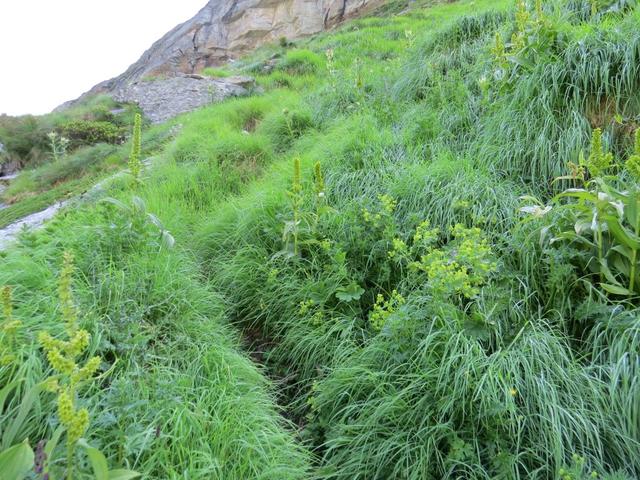 trotz dem hohen Gras, ist der Bergweg immer gut ersichtlich