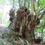 ...einen dichten Wald. Man könnte Urwald sagen. Uralte Kastanienbäume sind zu erkennen