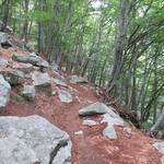 wir durchlaufen den Wald bei Brusada 1320 m.ü.M. Zahlreiche kleine Bachläufe werden überquert