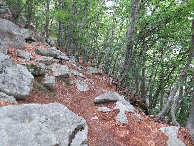 wir durchlaufen den Wald bei Brusada 1320 m.ü.M. Zahlreiche kleine Bachläufe werden überquert