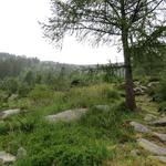 bei der Alpe Deva 1556 m.ü.m. mit seinen schönen Maiensässen, endet das Val Brusada und zugleich der Wald