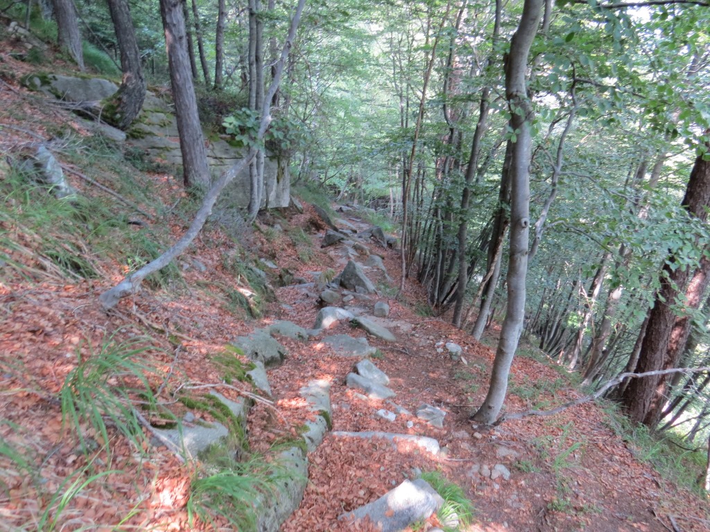 durch einen dichten Wald 1199 m.ü.M. geht es nun 500hm steil hinunter...