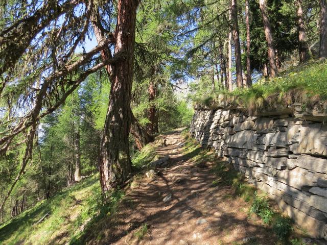 wir biegen links ab und laufen durch den lichten Lärchenwald bis zur nächsten Weggabelung bei Punkt 1989 m.ü.M.