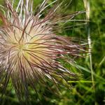 die behaarten fadenförmige Früchte der Alpen-Küchenschelle