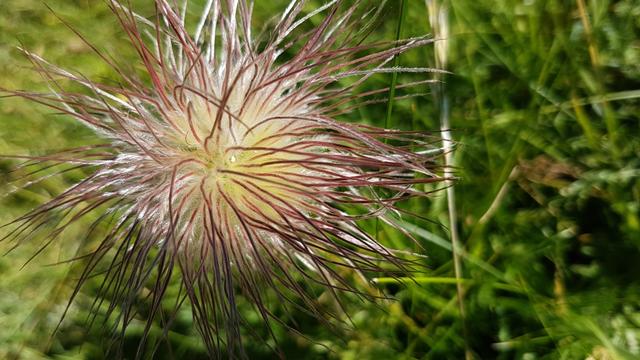 die behaarten fadenförmige Früchte der Alpen-Küchenschelle