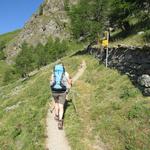 knapp oberhalb der Waldgrenze gelangen wir zu einer Gabelung 2162 m.ü.M.