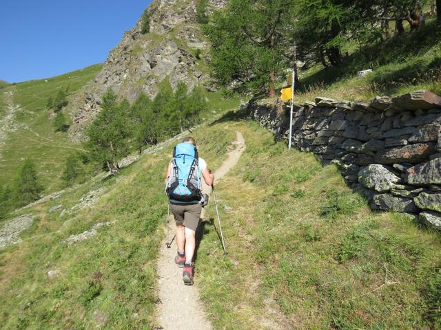 knapp oberhalb der Waldgrenze gelangen wir zu einer Gabelung 2162 m.ü.M.