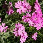 schöne Rote Waldnelke können bestaunt werden