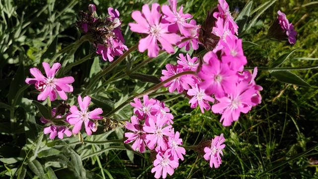 schöne Rote Waldnelke können bestaunt werden