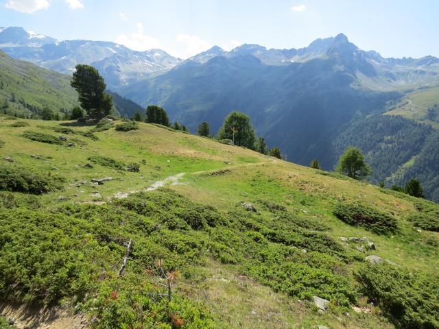 bald begrüssen uns die ersten Bäume, und wir gelangen in die Alpweiden von Mittelstaffel