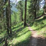 der Wanderweg windet sich schliesslich durch einen herrlichen Lärchenwald...