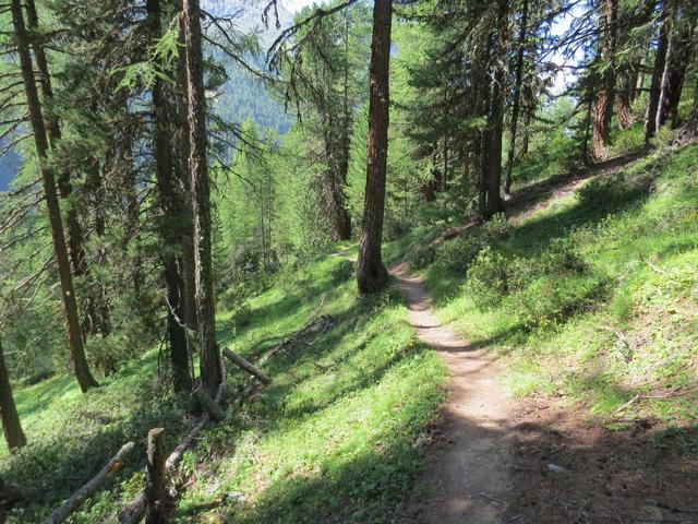 der Wanderweg windet sich schliesslich durch einen herrlichen Lärchenwald...