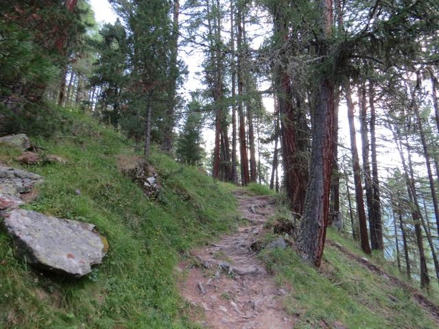 in angenehmer Steigung, wechselnd durch Bergwald 1920 m.ü.M. und freie Flächen,...