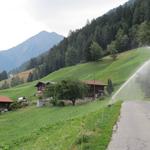 der Wanderweg führt uns nun über Wiesen und Weiden nach Viertel 1087 m.ü.M.