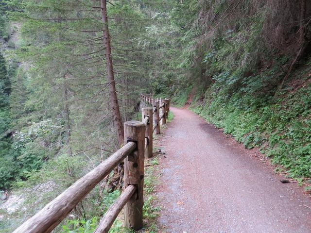 gleiches gilt für unseren Wanderweg. Wir wandern weiter durch dichten Fichtenwald